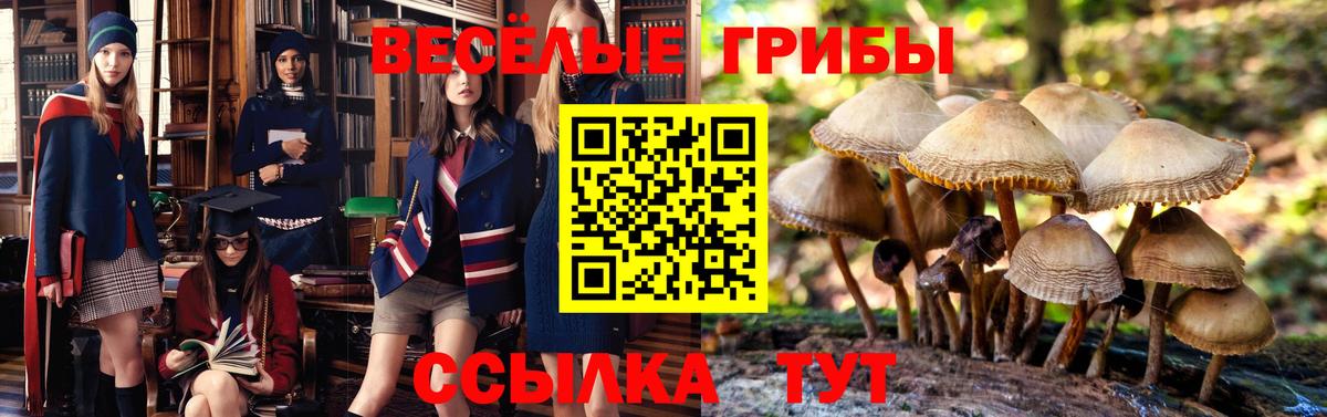 Псилоцибиновые грибы мицелий Саяногорск